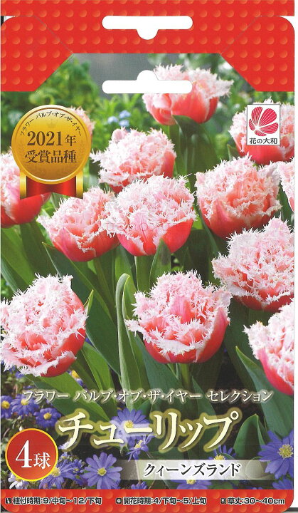 楽天市場 017 ﾁｭｰﾘｯﾌﾟ ｸｲｰﾝｽﾞﾗﾝﾄﾞ 4球 ポイント２０倍 P 花 植えっぱなし 初心者 秋植え 夏 キュウコン ﾁｭｰﾘｯﾌﾟ セットポイント消化 錦幸園 楽天市場店