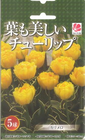 楽天市場 カリメロ 花 ガーデン Diy の通販