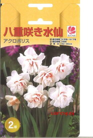 楽天市場 植えっぱなし 球根 水仙の通販