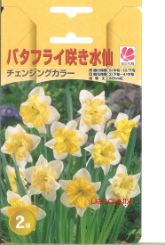 楽天市場 カラー 球根 ガーデニング 農業 花 ガーデン Diy の通販