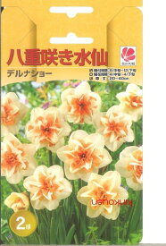 楽天市場 植えっぱなし 球根 水仙の通販