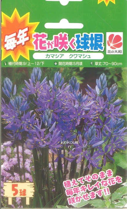楽天市場 116 毎年花が咲く球根 ｶﾏｼｱ ｸｱﾏｼｭ 5球 ポイント２０倍 P 花 植えっぱなし 初心者 秋植え 夏 キュウコン ﾁｭｰﾘｯﾌﾟ セットポイント消化 錦幸園 楽天市場店