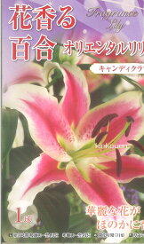 【球根以外の同梱不可】 □ 花香る百合 オリエンタルリリー キャンディクラブ 1球