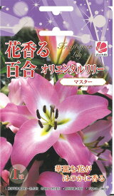 【球根以外の同梱不可】 □ 花香る百合 オリエンタルリリー マスター 1球