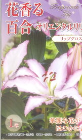 【球根以外の同梱不可】 □ 花香る百合 オリエンタルリリー リップグロス 1球