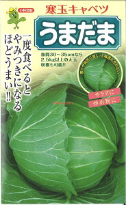 yszy5܂܂80~z seed  tane  q@ʃLxc܂ qq Lxc 튦ʃLxc܂܎qq Lxc  seed  tane  qʃLxc܂