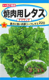 【代引不可】【送料5袋まで80円】◇ seed たね tane 種 種子 タネ □焼肉用レタスチマサンチ■種子 ブロッコリー カリフラワー レタス 種 種子 ブロッコリー カリフラワー レタス 種 種子 ブロッコリー カリフラワー レタス 種 種子