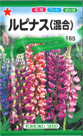 【代引不可】【送料5袋まで80円】◇ seed たね tane 種 種子 タネ □ルピナス■花 種種子 ウタネ 花 種種子 ウタネ 花 種種子 ウタネ 花 種種子 ウタネ 花 種種子 ウタネ 花 種種子 ウタネ 花 種種子 ウタネ 花 種種子 ウ