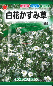 yszy5܂܂80~z seed  tane  q@Ԃݑ qq  픒Ԃݑqq   seed  tane  qԂݑqq   seed  tane  q