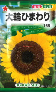 12{蔭@yszy5܂܂80~z seed  tane  q@ւЂ܂ qq  ւЂ܂qq   seed  tane  qւЂ܂qq   seed