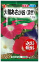 【代引不可】 seed たね tane 種 種子　□大輪あさがお ◇種子種子 花 種大輪あさがお種子種子 花 種 seed たね tane 種 種子大輪あさがお種子種子 花 種 seed たね tane 種 種子大輪あさがお