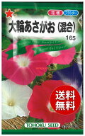 【代引不可】 seed たね tane 種 種子　□大輪あさがお ◇種子種子 花 種大輪あさがお種子種子 花 種 see…