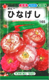 【代引不可】【送料5袋まで80円】◇ seed たね tane 種 種子 タネ □ひなげし■花 種 花 種 花 種 花 種 花 種 花 種 花 種 花 種 花 種 花 種 花 種 花 種 花 種■花 種 花 種 花 種 花 種 花 種 花 種 花■