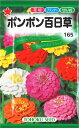 【代引不可】【送料5袋まで80円】 seed たね tane 種 種子　□ポンポン百日草 ◇種子種子 花 種ポンポン百日草種子種子 花 種 seed たね tane 種 種子ポンポン百日草種子種子 花 種 seed たね tane 種