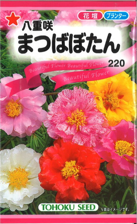 【代引不可】【送料5袋まで80円】◇ seed たね tane 種 種子 タネ まつばぼたん花 種 花 種 花 種 花 種 花 種 花 種 花 種 花 種 花 種 花 種 花 種 花 種 花 ◇ seed たね tane 種 種子 タネ ゴデチャ■花 種 花 種 花 種 花 種 花 種 花 種 花 種 花 種 花 種 花 種 花 種 花 種 花 種■花 種 花 種 花 種 花 種 花 種 花 種