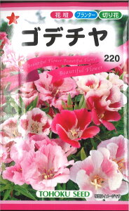 yszy5܂܂80~z seed  tane  q@Sf` qq  Sf`qq   seed  tane  qSf`qq   seed  tane  qSf`