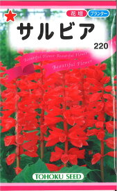 【代引不可】【送料5袋まで80円】◇ seed たね tane 種 種子 タネ □サルビア■花 種 花 種 花 種 花 種 花 種 花 種 花 種 花 種 花 種 花 種 花 種 花 種 花 種■花 種 花 種 花 種 花 種 花 種 花 種 花