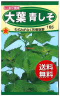 【代引不可】 seed たね tane 種 種子　□大葉青しそ ◇種子種子 葉野菜 他 種大葉青しそ種子種子 葉野菜…