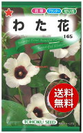 【代引不可】 seed たね tane 種 種子　□わた花 ◇種子種子 花 種わた花種子種子 花 種 seed たね tane …