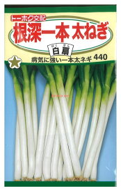 【代引不可】【送料10袋まで80円】 seed たね tane 種 種子　□根深一本太ねぎ白扇 ◇種子種子 ネギ 種根深一本太ねぎ白扇種子種子 ネギ 種 seed たね tane 種 種子根深一本太ねぎ白扇種子種子 ネギ 種 seed たね