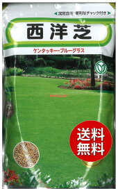 【代引不可】【送料5袋まで80円】 seed たね tane 種 種子　□西洋芝 大袋 ケンタッキー・ブルー・グラス 4dl 10m2 ◇西洋芝 大袋 ケンタッキー・ブルー・グラス 4dl 10m2 seed たね tane 種 種子西洋芝