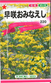 【代引不可】【送料5袋まで80円】◇ seed たね tane 種 種子 タネ □早咲きおみおなえし■花 種 花 種 花 種 花 種 花 種 花 種 花 種 花 種 花 種 花 種 花 種 花 種 花 種■花 種 花 種 花 種 花 種 花 種 花