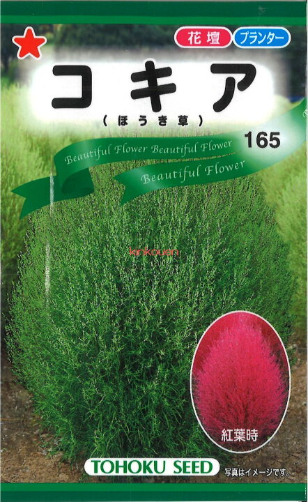 【代引不可】【送料5袋まで80円】◇ seed たね tane 種 種子 タネ コキア花 種 花 種 花 種 花 種 花 種 花 種 花 種 花 種 花 種 花 種 花 種 花 種 花 ◇ seed たね tane 種 種子 タネ けいとうマルチカラーミックス■花 種種子 ウタネ 花 種種子 ウタネ 花 種種子 ウタネ 花 種種子 ウタネ 花 種種子 ウタネ 花 種種子 ウタネ 花 種種子 ウタ
