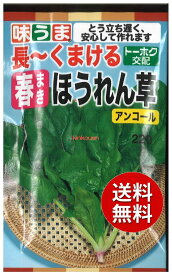 【代引不可】【送料5袋まで80円】 seed たね tane 種 種子　□長〜くまける春まきほうれん草アンコール ◇種子種子 ホウレンソウ 種長~くまける春まきほうれん草アンコール種子種子 ホウレンソウ 種 seed たね t