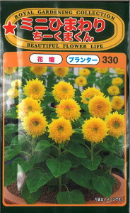 12{蔭@yszy5܂܂80~z seed  tane  q@~jЂ܂肿[܂ qq  ~jЂ܂肿[܂qq   seed  tane  q~j