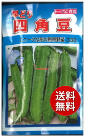 【代引不可】 seed たね tane 種 種子　□早どり四角豆 ◇種子種子 豆 種早どり四角豆種子種子 豆 種 seed たね tane 種 種子早どり四角豆種子種子 豆 種 seed たね tane 種 種子早どり四角豆