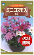 【代引不可】 seed たね tane 種 種子　□ミニコスモス混合 ◇種子種子 花 種種子 ウタネミニコスモス混…