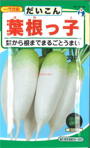 yszy5܂܂80~z seed  tane  q@tq卪 qq 卪 Ju q E^ltq卪qq 卪 Ju q E^l seed  tane  qtq