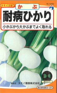 【代引不可】【送料5袋まで80円】 □耐病ひかりかぶ