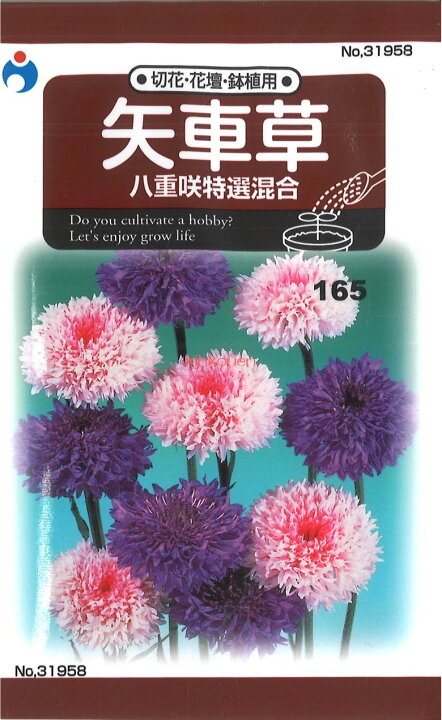 楽天市場 2 2 8 代引不可 送料5袋まで80円 矢車草 八重咲特選混合 Seed たね Tane 種 種子 花の種 錦幸園 楽天市場店