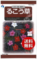 【代引不可】 seed たね tane 種 種子　□るこう草 ◇種子種子 花 種種子 ウタネるこう草種子種子 花 種…