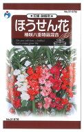【代引不可】【送料10袋まで80円】 seed たね tane 種 種子　□ほうせん花椿咲八重特選混合 ◇種子種子 …