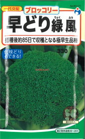 【代引不可】【送料5袋まで80円】 seed たね tane 種 種子　□早どり緑風ブロッコリー ◇種子種子 ブロッコリー カリフラワー レタス 種種子 ウタネ早どり緑風ブロッコリー種子種子 ブロッコリー カリフラワー レタス 種種子 ウタネ