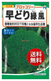 【代引不可】 【送料無料】seed たね tane 種 種子□早どり緑風ブロッコリー ◇種子種子 ブロッコリー カリフラワー 種早どり緑風ブロッコリー種子種子 ブロッコリー カリフラワー 種 seed たね tane 種 種子早どり緑風フ