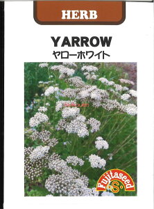 yszy5܂܂80~z seed  tane  q@[ zCg qq n[u 탄[ zCgqq n[u  seed  tane  q[ zCgqq n[u  