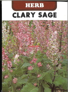 yszy5܂܂80~z seed  tane  q@N[ZCW qq n[u N[ZCWqq n[u  seed  tane  qN[ZCWqq n[u  see