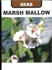 yszy5܂܂80~z seed  tane  q@}[V}[ EXxj^`AIC qq n[u }[V}[ EXxj^`AICqq n[u  seed  tane  