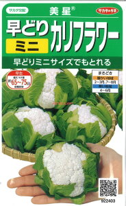 yszy5܂܂80~z seed  tane  q@ ǂ~jJt[ qq ubR[ Jt[ ^X  ǂ~jJt[qq ubR