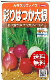 【代引不可】 seed たね tane 種 種子　□カラフルファイブ彩りはつか大根 ◇種子種子 大根 カブ 種カラフルファイブ彩りはつか大根種子種子 大根 カブ 種 seed たね tane 種 種子カラフルファイブ