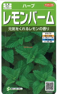 yszy5܂܂80~z seed  tane  q@n[u o[ ZCE}nbJ qq n[u n[u o[ ZCE}nbJqq n[u  seed 