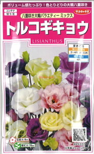 �y����s�z�y����5�܂܂�80�~�z seed ���� tane �� ��q�@�����d�炫��փo���G�e�B�[�~�b�N�X �g���R�M�L���E ����q��q �� �픪�d�炫��փo���G�e�B�[�~�b�N�X �g���R�M�L���E��q��q 