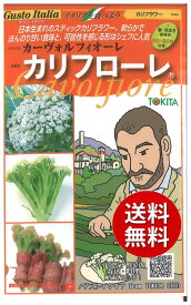 【代引不可】 seed たね tane 種 種子　□カリフローレ カリフローレ80 ◇種子種子 ブロッコリー カリフラワー レタス 種カリフローレ カリフローレ80種子種子 ブロッコリー カリフラワー レタス 種 seed