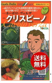 【代引不可】 seed たね tane 種 種子　□クリスピーノ サボイキャベツ ちりめんキャベツ◇種子種子 キャベツ 種クリスピーノ種子種子 キャベツ 種 seed たね tane 種 種子クリスピーノ種子種子 キャベツ 種 seed たね t