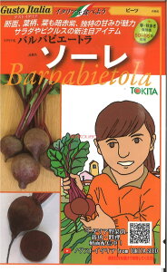 yszy5܂܂80~z seed  tane  q@r[c oorG[g \[ qq t  r[c oorG[g \[qq t   seed  tane  