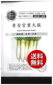 【代引不可】 【送料無料】seed たね tane 種 種子□青首宮重大根 ◇種子種子 大根 カブ 種青首宮重大根種子種子 大根 カブ 種 seed たね tane 種 種子青首宮重大根種子種子 大根 カブ 種 seed たね tane