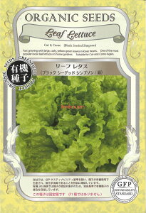 yszy5܂܂80~z seed  tane  q@[t^XubNV[fbhVv\ qq ubR[ Jt[ ^X 탊[t^XubNV[fbh
